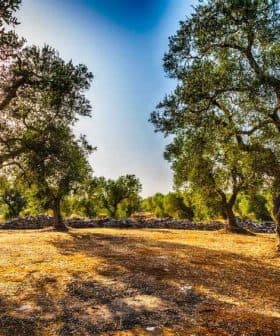 An olive grove featuring several mature olive trees in a sunny environment. - Olive Oil Times