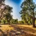 An olive grove featuring several mature olive trees in a sunny environment. - Olive Oil Times