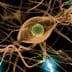 Illustration of neurons with interconnected axons and synapses in a neural network. - Olive Oil Times