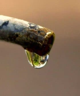 Close-up of a water droplet hanging from the tip of a faucet spout. - Olive Oil Times