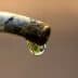 Close-up of a water droplet hanging from the tip of a faucet spout. - Olive Oil Times