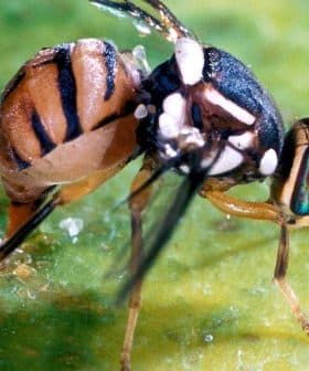 Close-up image of a fruit fly with distinctive markings on its body. - Olive Oil Times
