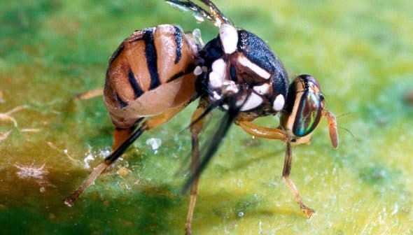 Close-up image of a fruit fly with distinctive markings on its body. - Olive Oil Times