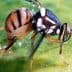 Close-up image of a fruit fly with distinctive markings on its body. - Olive Oil Times