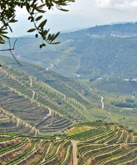 View of terraced vineyards on hills with a distant village and olive trees in the foreground. - Olive Oil Times