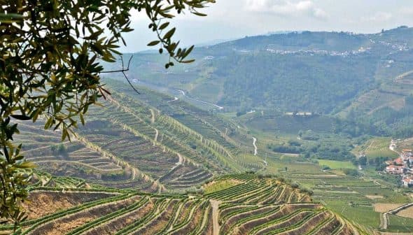 View of terraced vineyards on hills with a distant village and olive trees in the foreground. - Olive Oil Times