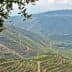 View of terraced vineyards on hills with a distant village and olive trees in the foreground. - Olive Oil Times