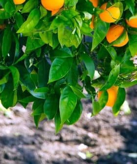 A branch of an orange tree bearing ripe oranges among green leaves. - Olive Oil Times