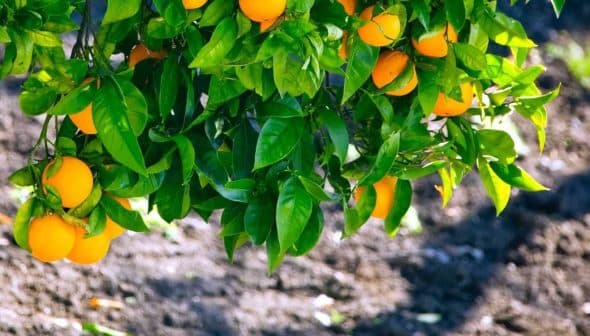 A branch of an orange tree bearing ripe oranges among green leaves. - Olive Oil Times