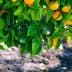 A branch of an orange tree bearing ripe oranges among green leaves. - Olive Oil Times