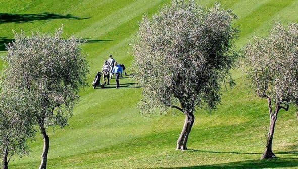 Two golfers walking on a green golf course surrounded by olive trees. - Olive Oil Times
