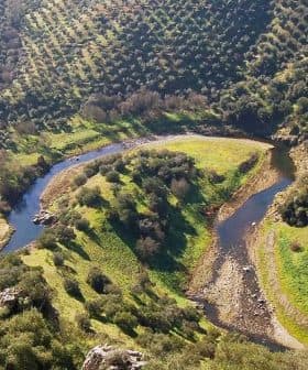 Aerial view of a winding river surrounded by olive trees in a hilly landscape. - Olive Oil Times