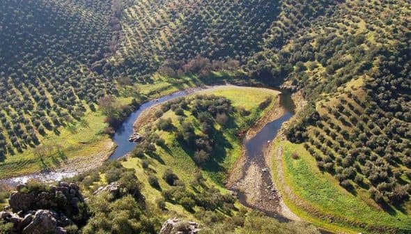 Aerial view of a winding river surrounded by olive trees in a hilly landscape. - Olive Oil Times