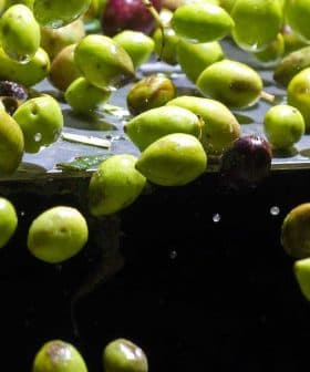 Green and black olives floating in water, with some submerged and others partially visible above the surface. - Olive Oil Times