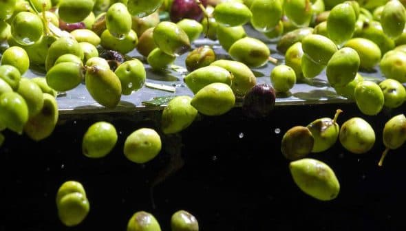 Green and black olives floating in water, with some submerged and others partially visible above the surface. - Olive Oil Times