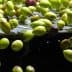 Green and black olives floating in water, with some submerged and others partially visible above the surface. - Olive Oil Times
