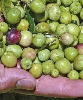 Two hands holding a mix of green and purple olives with leaves. - Olive Oil Times