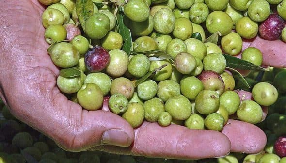 Two hands holding a mix of green and purple olives with leaves. - Olive Oil Times