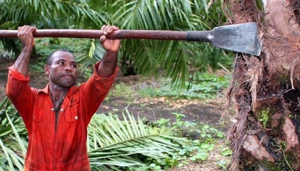 A man in an orange shirt using a long tool to harvest a palm tree. - Olive Oil Times