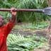 A man in an orange shirt using a long tool to harvest a palm tree. - Olive Oil Times