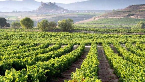 Rows of grapevines in a vineyard with a distant castle in the background in the Rioja region. - Olive Oil Times