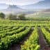 Rows of grapevines in a vineyard with a distant castle in the background in the Rioja region. - Olive Oil Times