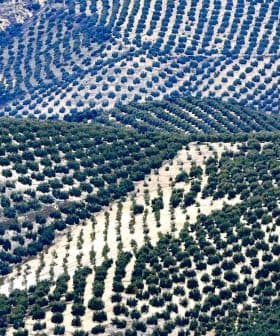Aerial view of olive tree fields arranged in rows on rolling hills. - Olive Oil Times
