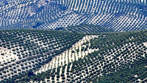Aerial view of olive tree fields arranged in rows on rolling hills. - Olive Oil Times