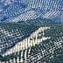 Aerial view of olive tree fields arranged in rows on rolling hills. - Olive Oil Times