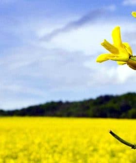 Close-up of a canola flower with a bee on it, set against a yellow canola field. - Olive Oil Times