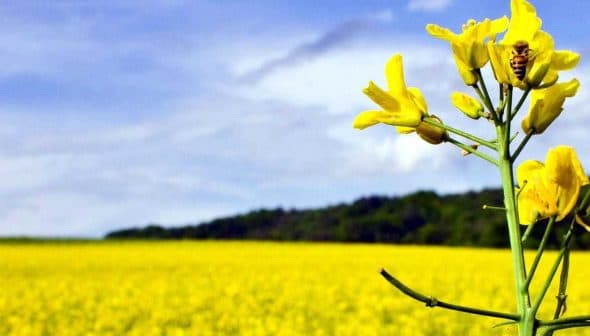 Close-up of a canola flower with a bee on it, set against a yellow canola field. - Olive Oil Times