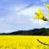 Close-up of a canola flower with a bee on it, set against a yellow canola field. - Olive Oil Times