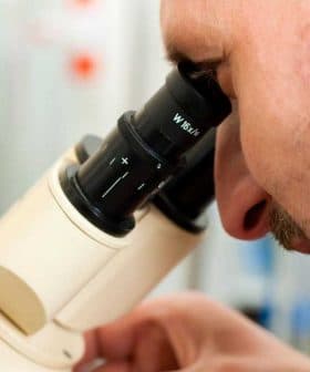 A man closely examining a sample through a microscope in a laboratory setting. - Olive Oil Times