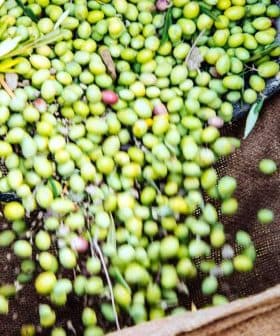 Hands pouring freshly harvested green olives from a burlap sack onto the ground. - Olive Oil Times