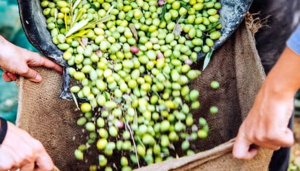 Hands pouring freshly harvested green olives from a burlap sack onto the ground. - Olive Oil Times
