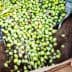 Hands pouring freshly harvested green olives from a burlap sack onto the ground. - Olive Oil Times