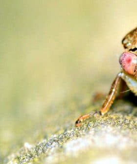 Close-up view of a cicada insect with distinctive features including large eyes and textured body. - Olive Oil Times