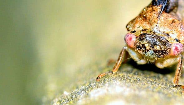 Close-up view of a cicada insect with distinctive features including large eyes and textured body. - Olive Oil Times