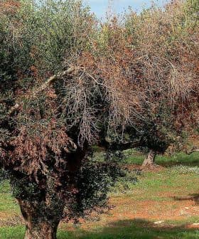 Several olive trees with dry leaves in a field, showing signs of distress or disease. - Olive Oil Times