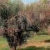 Several olive trees with dry leaves in a field, showing signs of distress or disease. - Olive Oil Times