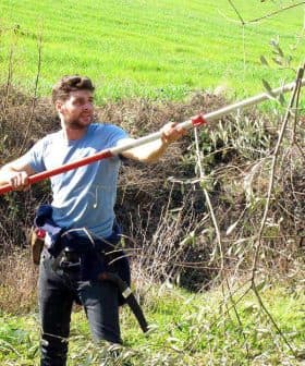 Man using a long pole to prune olive trees in a field. - Olive Oil Times