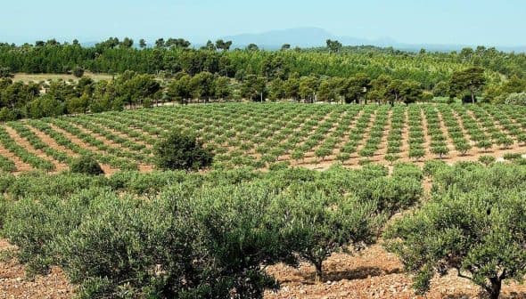 A landscape view of an olive grove with rows of olive trees on a hillside. - Olive Oil Times