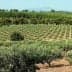 A landscape view of an olive grove with rows of olive trees on a hillside. - Olive Oil Times