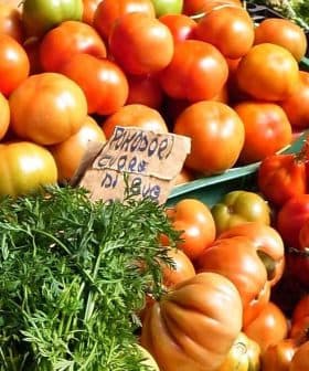 Assorted fresh tomatoes and vegetables displayed at a market stall with price tags. - Olive Oil Times