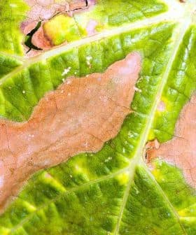 Close-up view of a green leaf with brown patches and holes. - Olive Oil Times