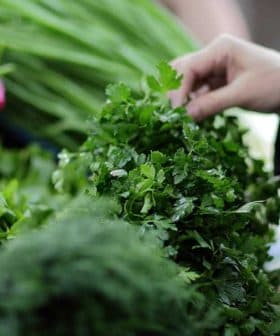 Person selecting fresh parsley from a display of herbs and vegetables at a market. - Olive Oil Times