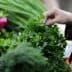 Person selecting fresh parsley from a display of herbs and vegetables at a market. - Olive Oil Times
