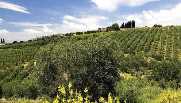 Lush olive grove with rows of olive trees and a hillside in the background under a blue sky. - Olive Oil Times