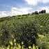 Lush olive grove with rows of olive trees and a hillside in the background under a blue sky. - Olive Oil Times