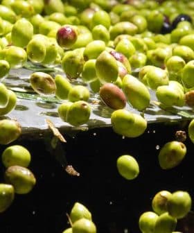 Green and black olives floating in a processing tank filled with water. - Olive Oil Times